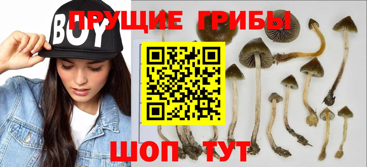 Псилоцибиновые грибы мухоморы  Галлюциногенные грибы Magic Shrooms  Вход с VPN  Тайшет 